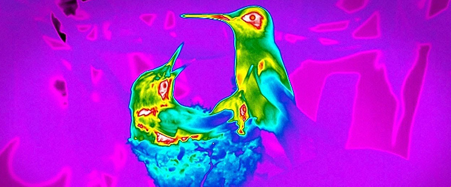 hummingbird Hi Speed.jpg