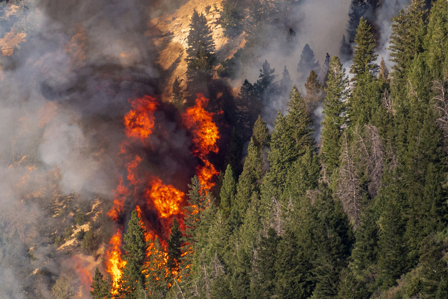 Image of burning trees from the Pine Gulch Colorado fire