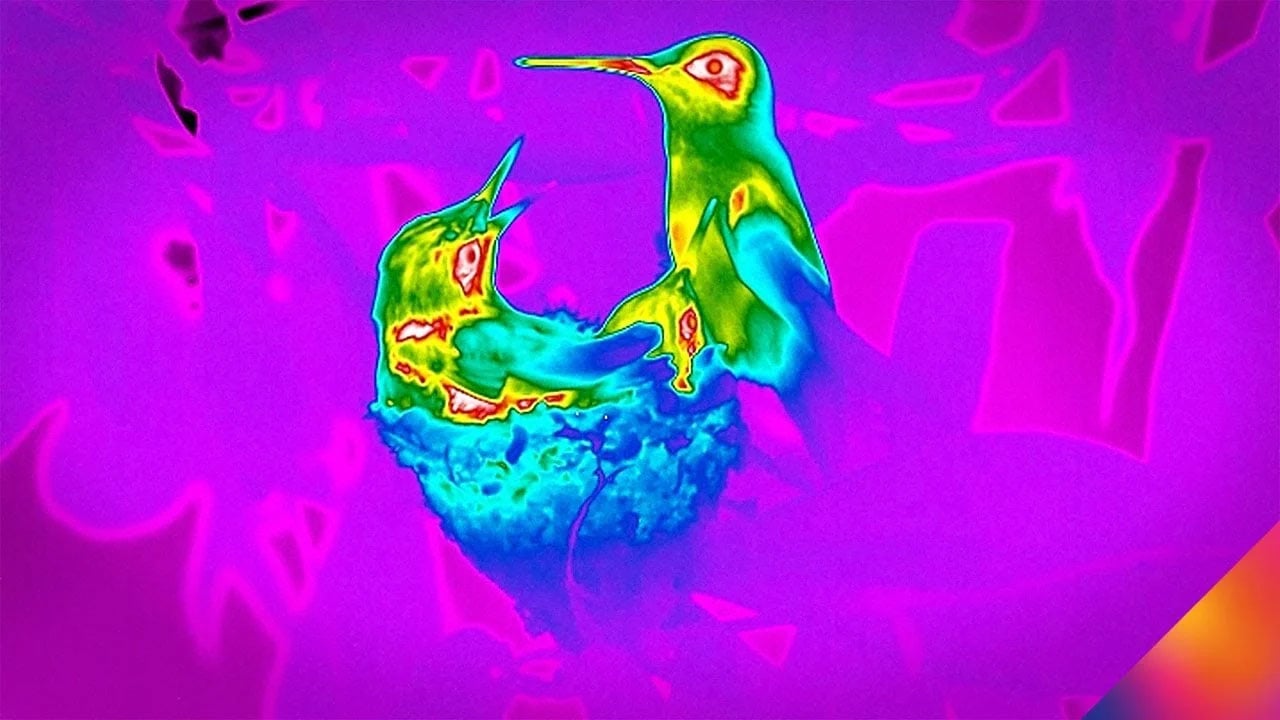 Watch Hummingbirds in Flight with High Speed Thermal Imaging!