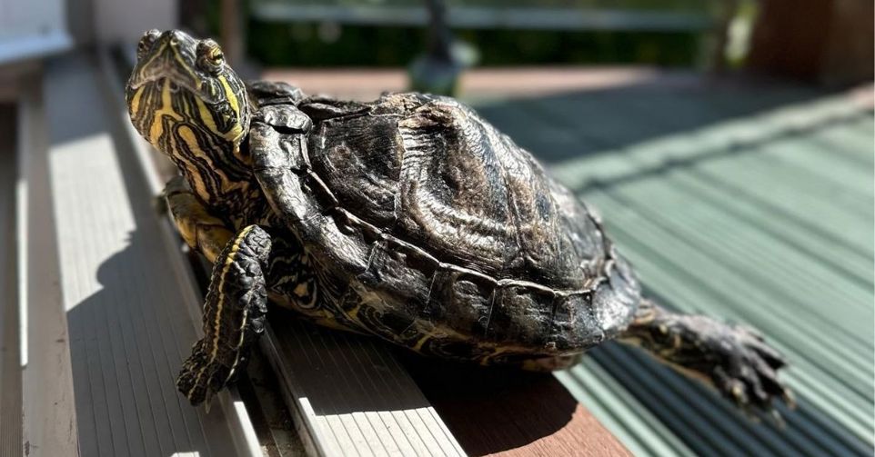 Red-Eared-Slider-Basking-Turtle_1200x628.jpg