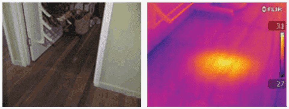 termite under floor.png