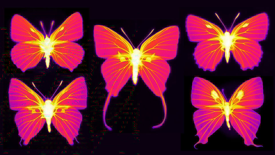 Butterflies Infrared-imaging-of-butterflies-in-the-family-Lycaenidae 1.jpg