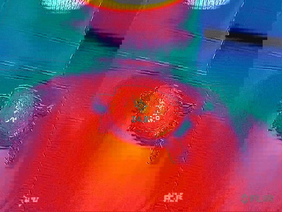 Turtle-FLIR-thermal-camera-basking.jpeg